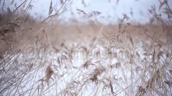 黄色的草耳在风中摇曳在阳光明媚的田野冬天的雪地里视频的预览图