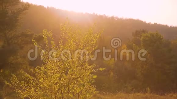 野生草原的景色阳光下森林的树木视频的预览图