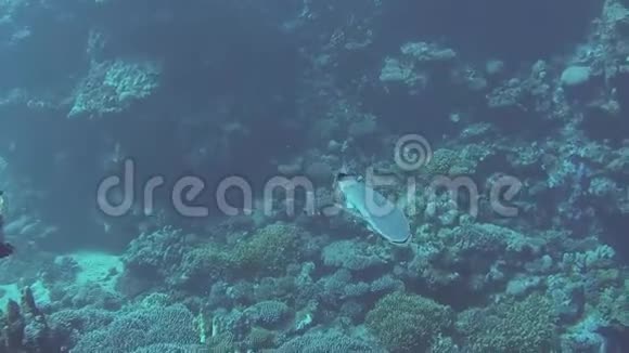 珊瑚礁上热带海洋中的雷莫拉吸盘鱼视频的预览图