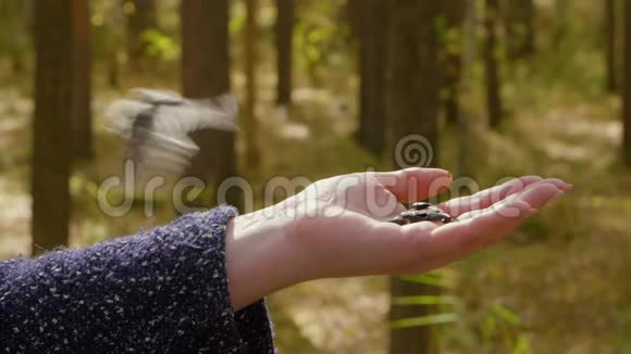 秋天森林里女人用手把奶虱喂给葵花籽视频的预览图
