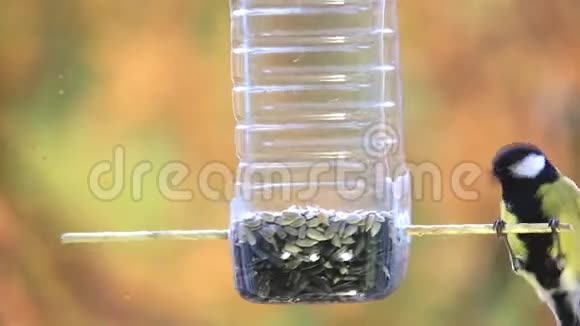 几只小鸟蓝鸟Parus少校飞到一个塑料瓶里吃种子视频的预览图