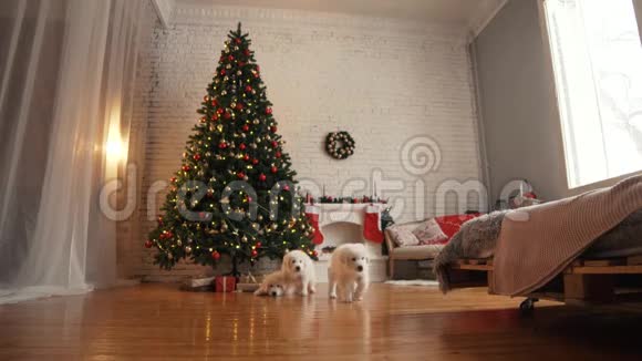 小狗在圣诞树上玩耍视频的预览图
