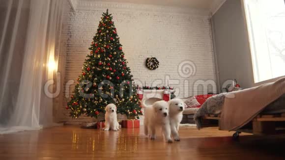 小狗在圣诞树上玩耍视频的预览图
