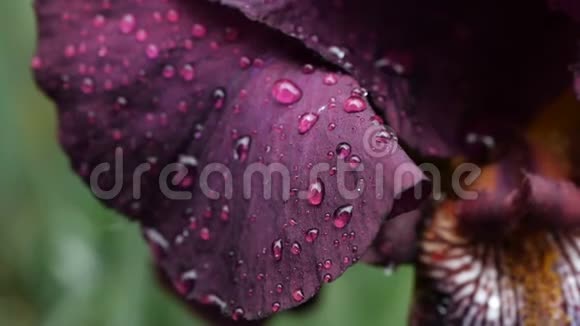 雨后深紫色勃艮第红鸢尾花上的水滴特写视频的预览图