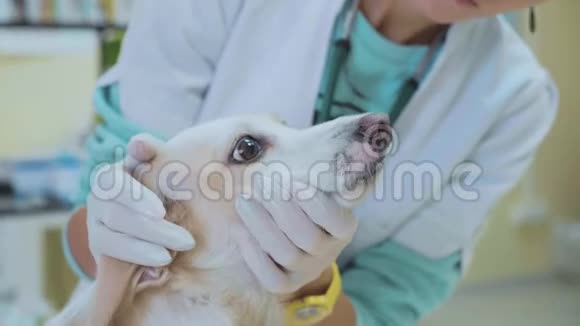 在兽医诊所检查去检查狗牙宠物概念视频的预览图