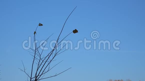 在蓝天上的树枝上干燥的孤独的叶子视频的预览图