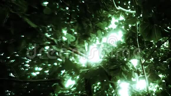 在外行星上的一个威尔德外星丛林视频的预览图