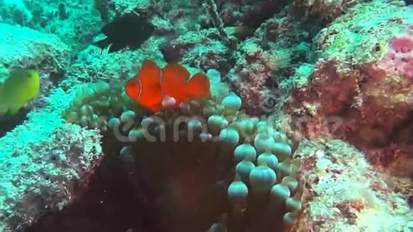 礁上的小丑鱼和海葵视频的预览图
