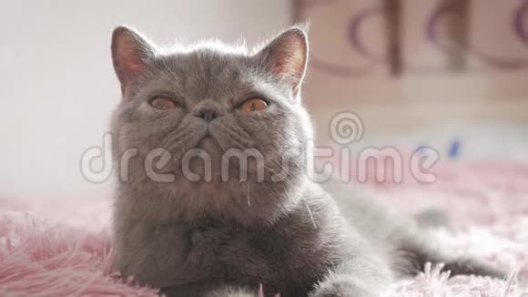灰色的短毛猫在灰色的特写上视频的预览图