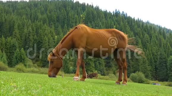 棕马在森林背景下的夏日草地上吃青草视频的预览图