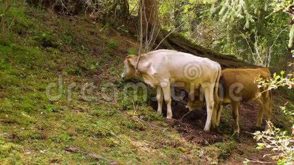 两只公牛夏天在山上吃青草视频的预览图