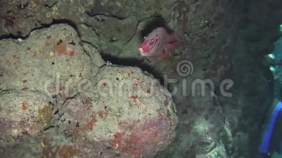 热带珊瑚礁景象硬珊瑚上有巨大的松鼠鱼视频的预览图