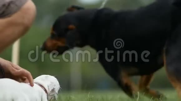杰克罗塞尔猎犬在草地上玩耍视频的预览图