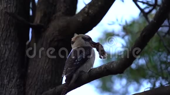 树上的Kookaburra拿着食物撞到树枝上视频的预览图
