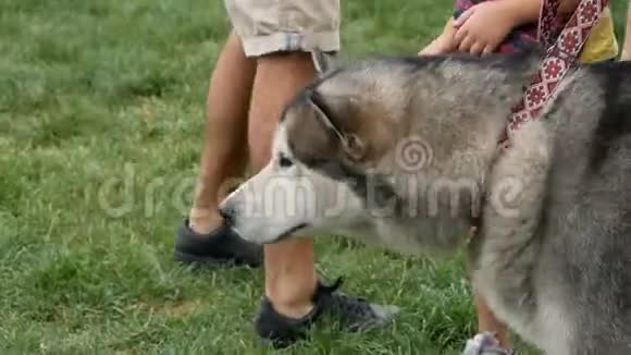 西伯利亚哈士奇比利时马牧羊犬和吉娃娃在草地上视频的预览图