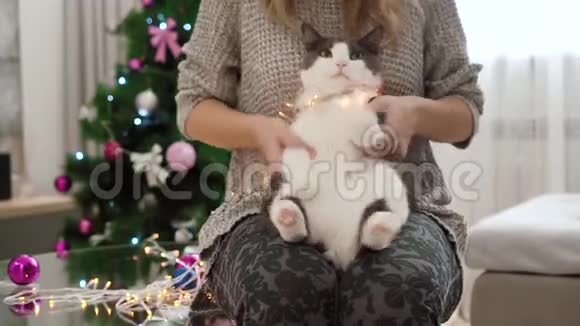 一个女孩和她的猫玩好像他是个鼓手跳舞的猫令人难以置信的可爱毛茸茸的灰色和白色的皮毛和巨大的视频的预览图