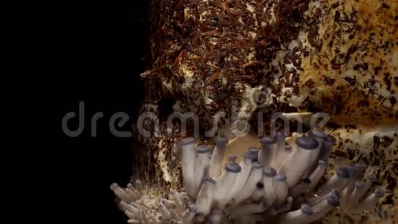 牡蛎蘑菇时间流逝视频的预览图
