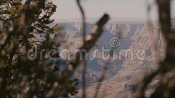 镜头移向树后以揭示伟大峡谷的壮丽阳光全景著名的自然地标亚利桑那美国视频的预览图