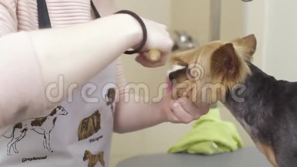 约克郡猎犬的剪毛和梳子视频的预览图