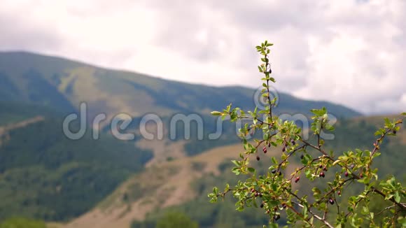 山茱萸枝上的浆果或欧洲萸山上有共空间浅DOF视频的预览图