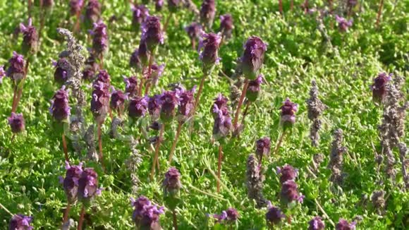 绿色田野里美丽的紫色花朵视频的预览图