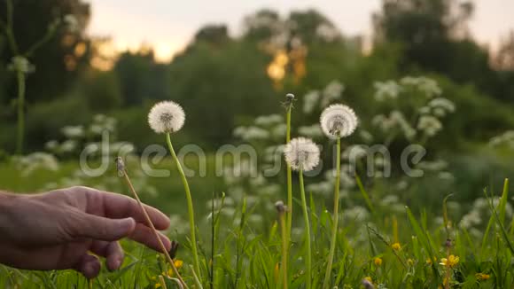 手挽着手完成盛开的蒲公英花朵视频的预览图