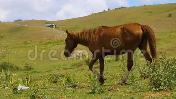 一匹棕色的马走在绿色的山谷里视频的预览图