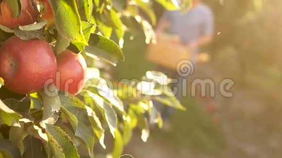 在树枝上收获成熟的大红苹果背景是一个农夫把苹果放在板条箱里太阳落山了视频的预览图