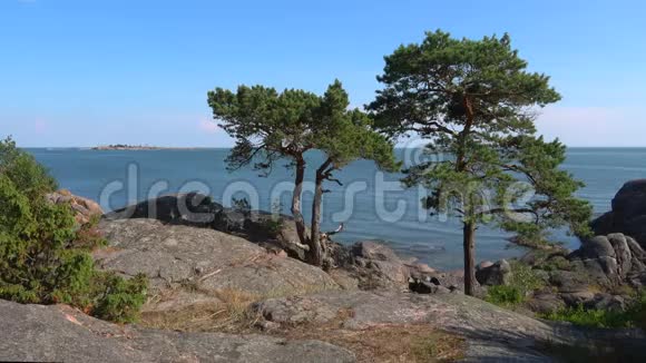汉科半岛岩石海岸上的两条松树南部芬兰视频的预览图