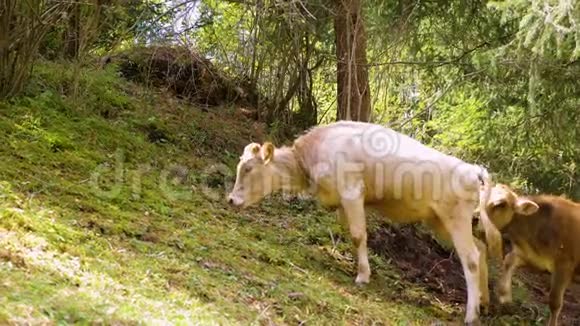 两只公牛在夏季森林的青山上用绳子捆绑在一起视频的预览图