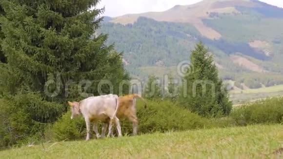 小公牛下山背景是青山视频的预览图