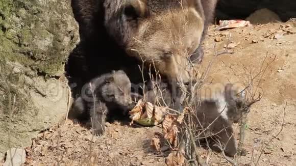 熊妈妈抚摸她的婴儿视频的预览图