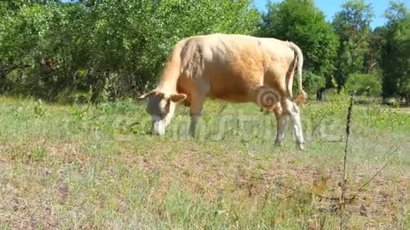 一头红奶牛走在田野上嚼草畜牧业和农业视频的预览图