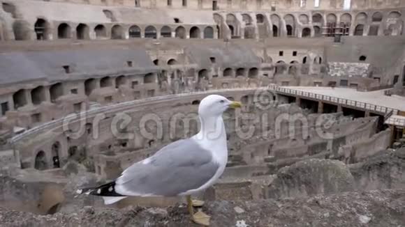 坐在罗马竞技场的海鸥视频的预览图