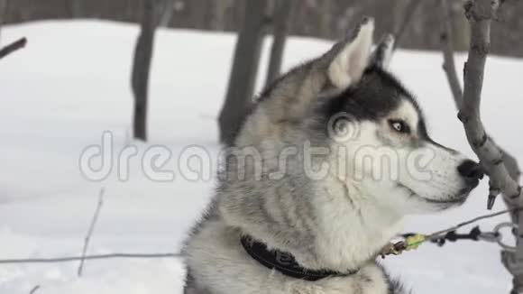 冬季运动比赛前哈士奇犬种的肖像雪橇犬比赛视频的预览图