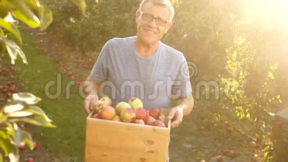 老农收割苹果日落一个农夫在他的花园里把苹果放在木箱里他在工作视频的预览图