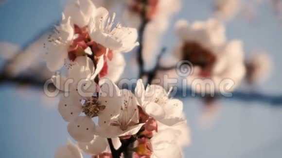 花开在树枝上视频的预览图