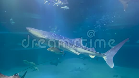 在大阪水族馆缓慢游动的鲸鲨视频的预览图