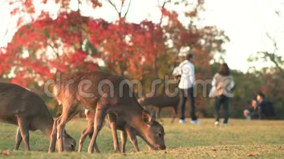 鹿在秋天在奈良自由放牧和漫游游客的背景视频的预览图