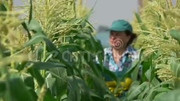 农民妇女检查玉米植物视频的预览图