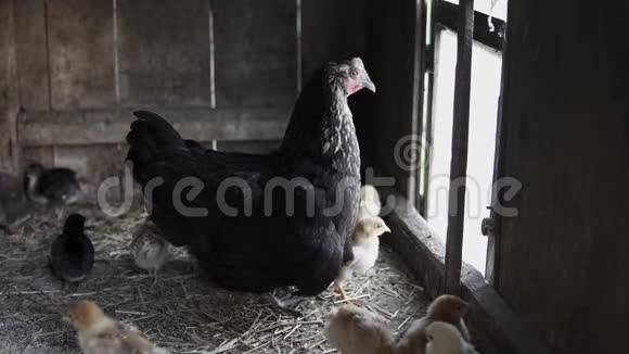 黑母鸡配小鸡视频的预览图