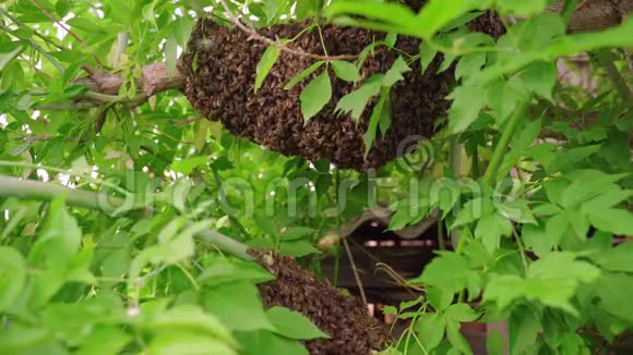 一群蜜蜂在树枝上创造一个新的蜂群4K视频的预览图