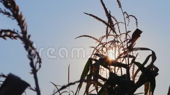 日落时分太阳耀斑的玉米地视频的预览图