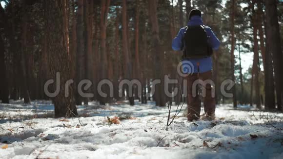 人是松林中带背包的游客冬天徒步旅行的年轻旅行者冬季体育活动视频的预览图