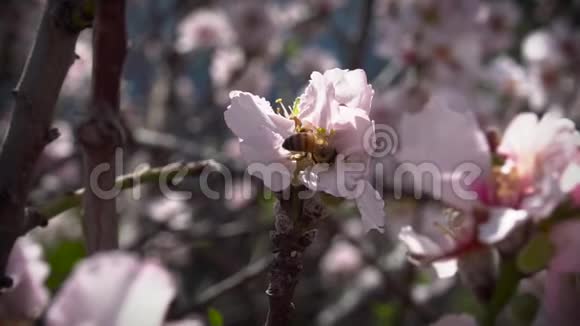 蜜蜂给杏仁花授粉视频的预览图