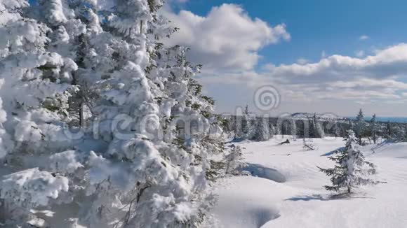 冬季山景背景下白雪覆盖的云杉枝视频的预览图