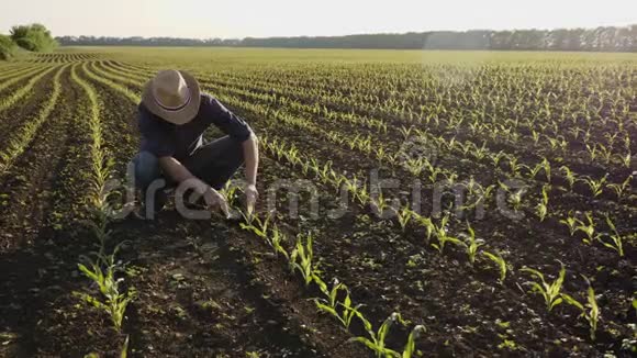 农夫在地里检查春天的玉米芽视频的预览图