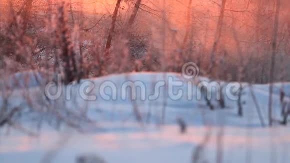美丽的冬日阳光透过树木照耀视频的预览图