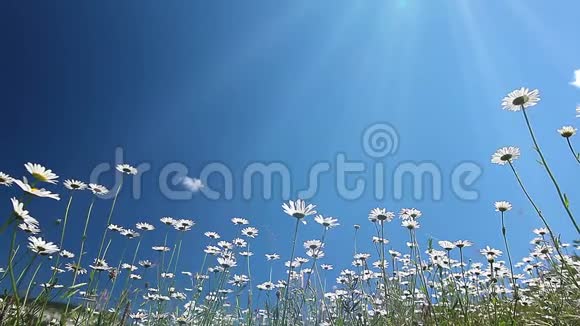 雏菊和天空的夏季景观领域视频的预览图