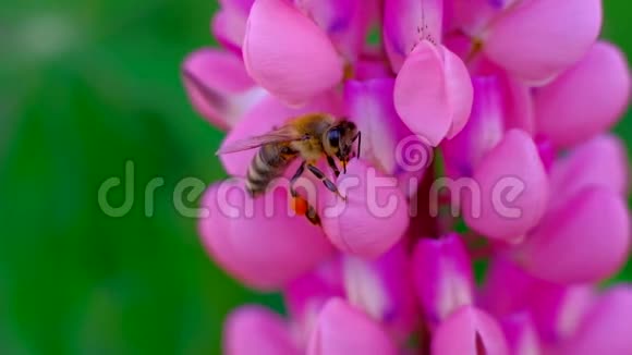 蜜蜂从花中采集花蜜视频的预览图